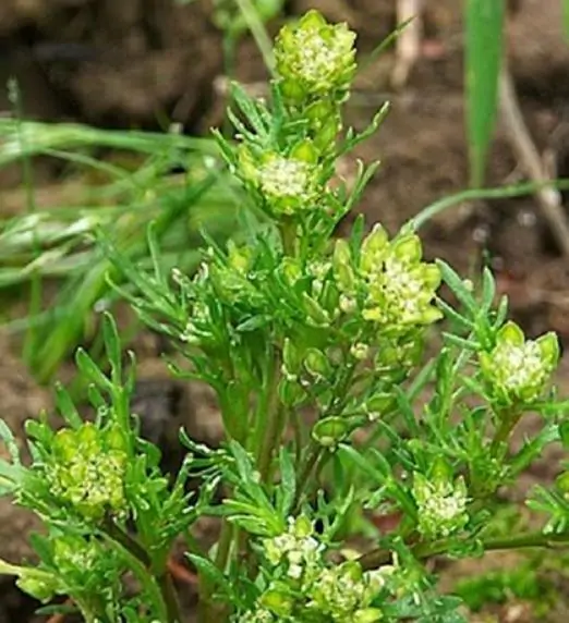 Lepidium meyenii / Lepidium peruvianum - Maca, Macoa, Peruvian Maca, Andes Ginseng, Incas Travel, Peruvian Ginseng, Maca-Maca, Maino, Ayak Chichira, Ayak Willku - Image 9