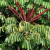 Schefflera actinophylla - Umbrella Tree - Image 2