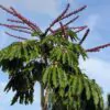 Schefflera actinophylla - Umbrella Tree - Image 3