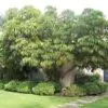 Schefflera actinophylla - Umbrella Tree - Image 4