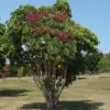 Schefflera actinophylla - Umbrella Tree - Image 5