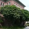 Schefflera actinophylla - Umbrella Tree - Image 6
