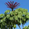 Schefflera actinophylla - Umbrella Tree - Image 8