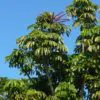 Schefflera actinophylla - Umbrella Tree - Image 9