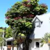 Schefflera actinophylla - Umbrella Tree - Image 10