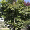 Schefflera actinophylla - Umbrella Tree - Image 11