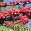 Schefflera actinophylla - Umbrella Tree - Image 12