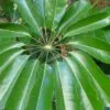 Schefflera actinophylla - Umbrella Tree - Image 14