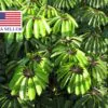 Schefflera actinophylla - Umbrella Tree - Image 15