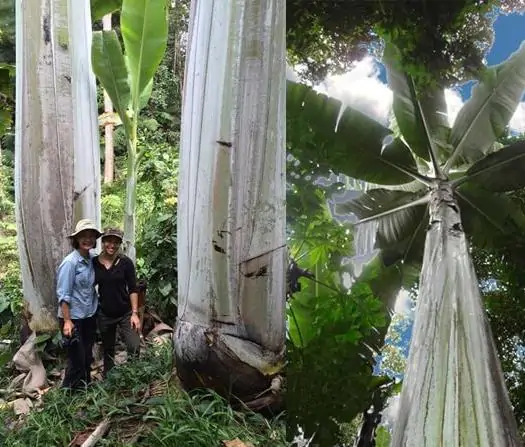 Musa ingens - Giant upland banana