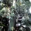 Musa ingens - Giant upland banana - Image 2