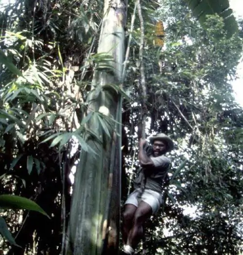 Musa ingens - Giant upland banana - Image 2