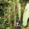 Musa ingens - Giant upland banana - Image 3