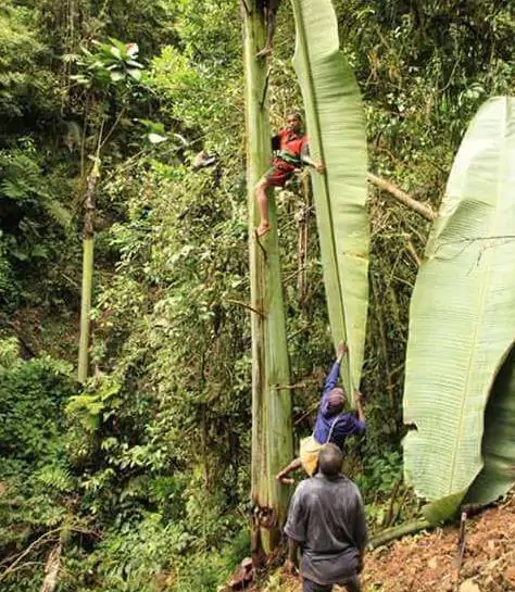 Musa ingens - Giant upland banana - Image 3