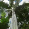 Musa ingens - Giant upland banana - Image 4