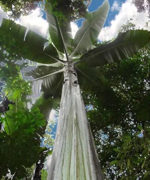 Musa ingens - Giant upland banana - Image 4