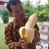 Musa ingens - Giant upland banana - Image 5