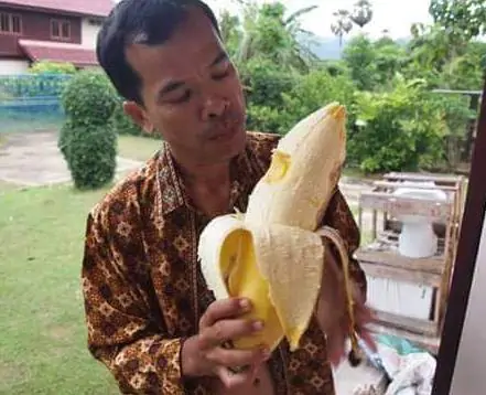 Musa ingens - Giant upland banana - Image 5