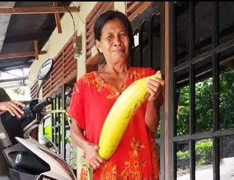 Musa ingens - Giant upland banana - Image 6