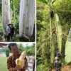 Musa ingens - Giant upland banana - Image 7