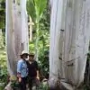 Musa ingens - Giant upland banana - Image 8