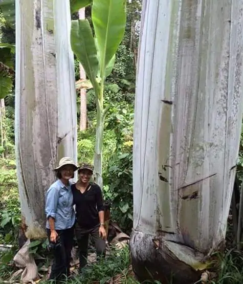 Musa ingens - Giant upland banana - Image 8