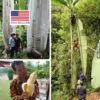Musa ingens - Giant upland banana - Image 9