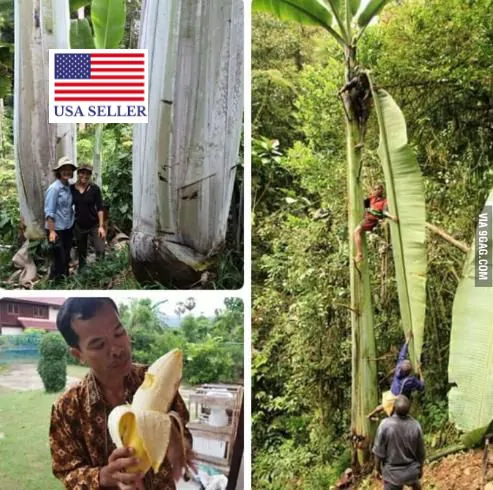 Musa ingens - Giant upland banana - Image 9
