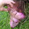 Dioscorea alata / Dioscorea rubella / Elephantodon eburnea - Purple yam, Ube, Greater Yam - Image 5