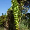 Dioscorea alata / Dioscorea rubella / Elephantodon eburnea - Purple yam, Ube, Greater Yam - Image 10