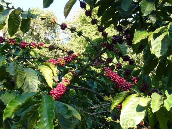 Coffea canephora - Robusta coffee - Image 2