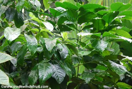 Coffea canephora - Robusta coffee - Image 3